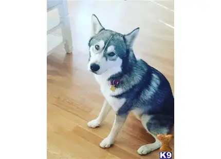 Siberian Husky