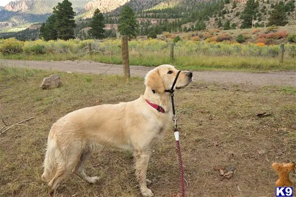 Golden Retriever female dog: Golden Retriever standing outdoors with a leash in a natural setting