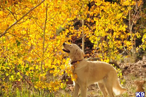 Golden Retriever female dog: Golden Retriever with a light coat in a vibrant autumn setting