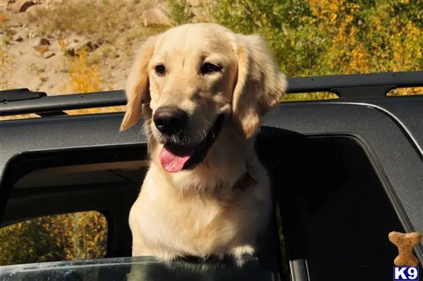 Golden Retriever female dog: Golden Retriever with a light coat, happily leaning out of a car window
