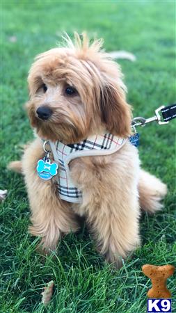 a goldendoodles dog on a leash