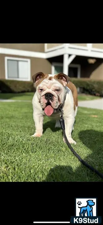 English Bulldog stud dog