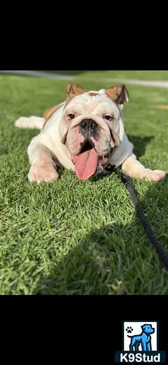 English Bulldog stud dog