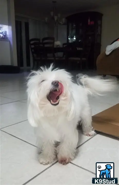 Maltese