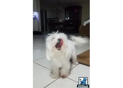 Maltese