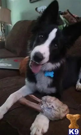 Border Collie stud dog