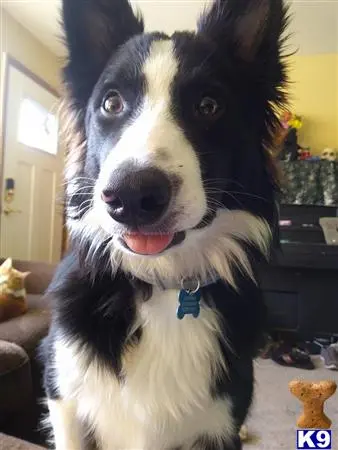 Border Collie stud dog