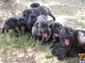 cane corso puppy posted by miionlom