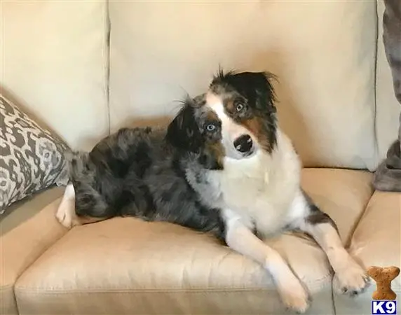 Miniature Australian Shepherd