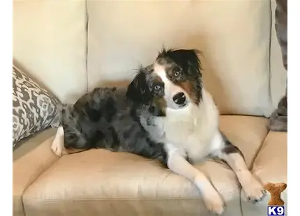 Miniature Australian Shepherd