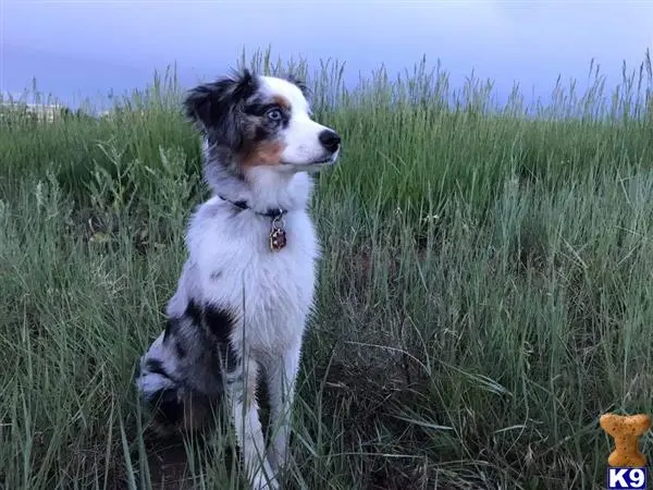 Miniature Australian Shepherd stud dog