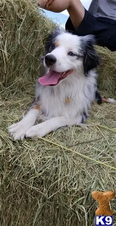 Miniature Australian Shepherd stud dog