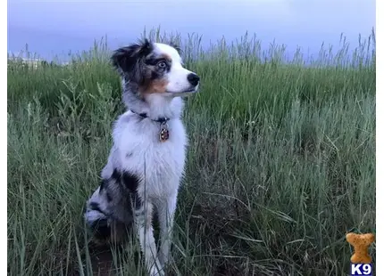 Miniature Australian Shepherd