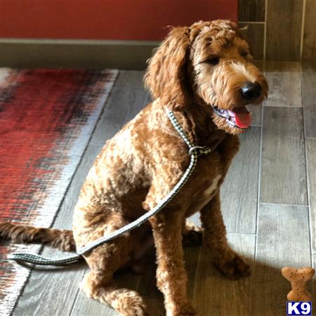 a goldendoodles dog sitting on a rug