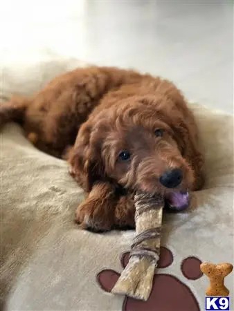 Goldendoodles stud dog: a goldendoodles dog lying on a blanket