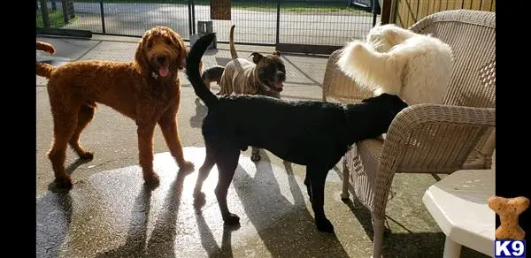 Goldendoodles stud dog: a group of goldendoodles dogs standing on a patio
