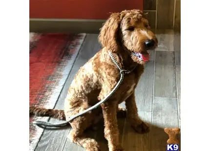 Goldendoodles stud dog: a goldendoodles dog sitting on a rug