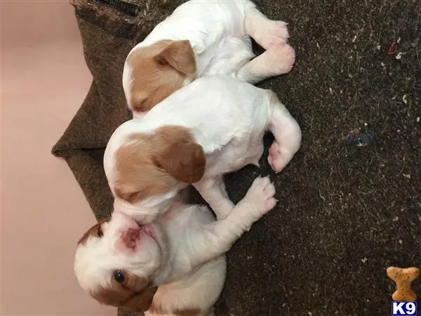 Brittany puppy for sale: a couple of brittany puppies lying on the ground