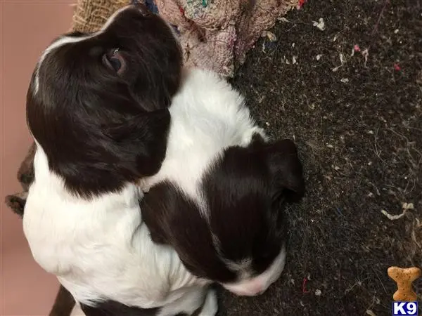 Brittany puppy for sale: a black and white brittany dog