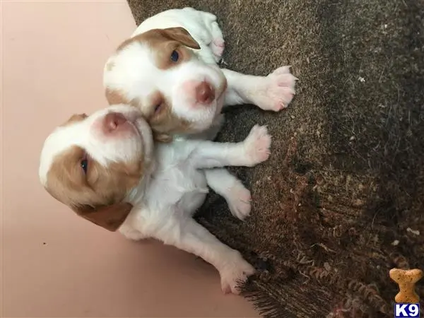 Brittany puppy for sale: a couple of brittany puppies lying on a carpet