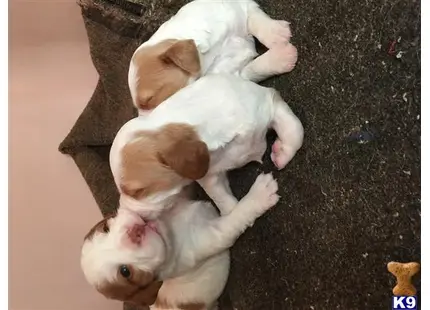Brittany puppy for sale: a couple of brittany puppies lying on the ground