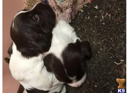 Brittany puppy for sale: a black and white brittany dog