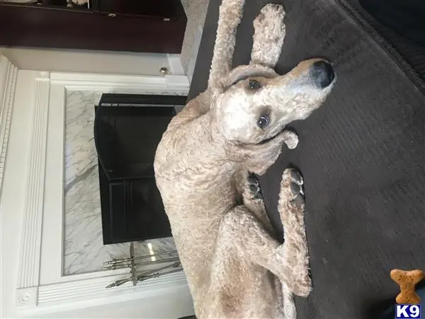 Poodle stud dog: a statue of a moose