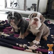 english bulldog puppy posted by mike2