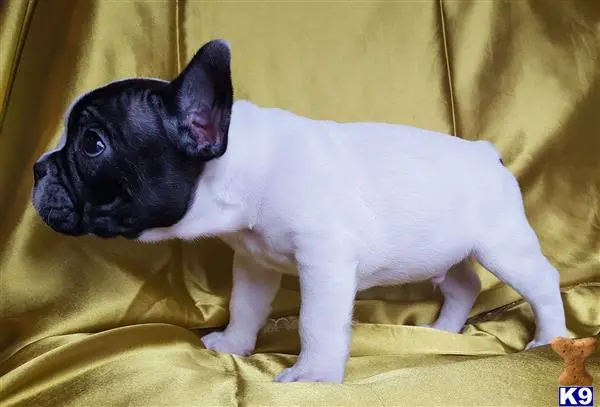 French Bulldog puppy for sale