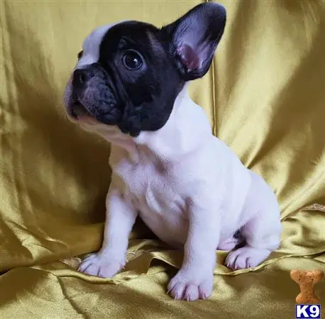 French Bulldog puppy for sale