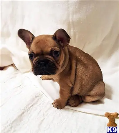 French Bulldog puppy for sale