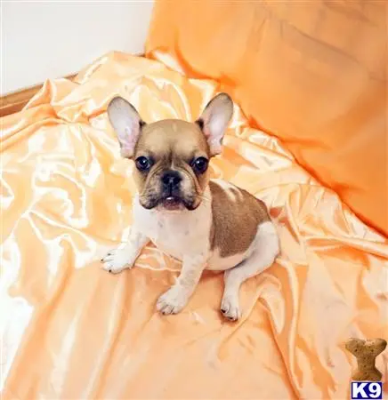 French Bulldog puppy for sale