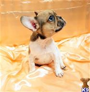 french bulldog puppy posted by mikeandjennifer123