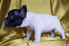 french bulldog puppy posted by mikeandjennifer123