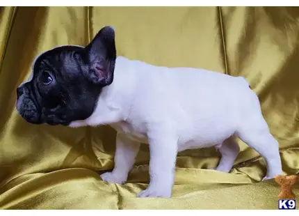 French Bulldog