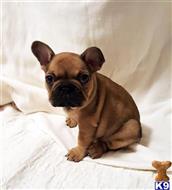 french bulldog puppy posted by mikeandjennifer123