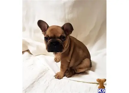 French Bulldog Puppies in Texas