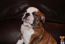 English Bulldog