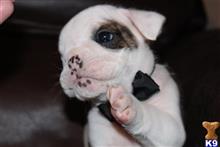 English Bulldog