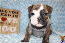 English Bulldog