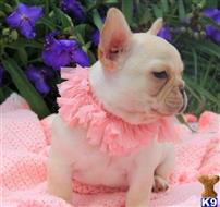 french bulldog puppy posted by mikejons90