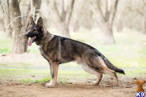 German Shepherd stud dog