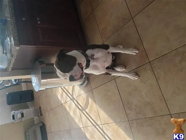 Boxer stud dog