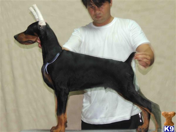 doberman pinscher puppy posted by mikempina