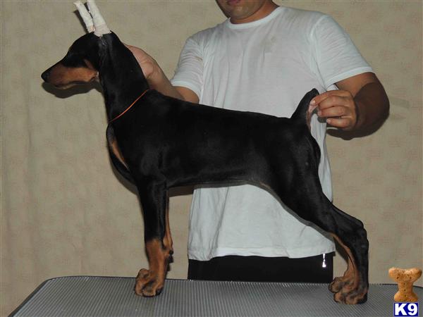 Doberman Pinscher