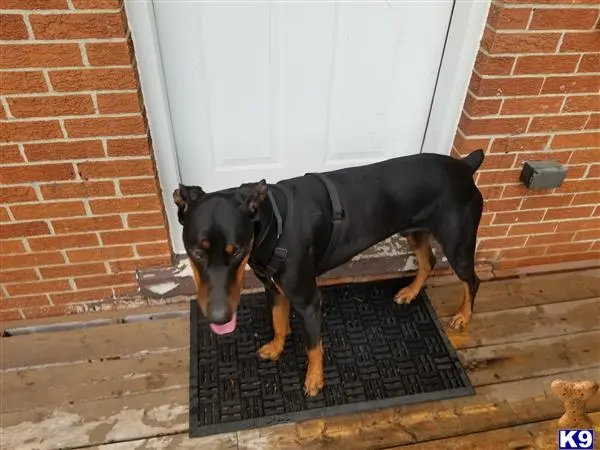 Doberman Pinscher stud dog