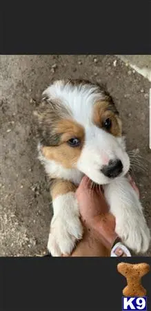 Miniature Australian Shepherd puppy for sale