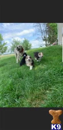 Miniature Australian Shepherd puppy for sale