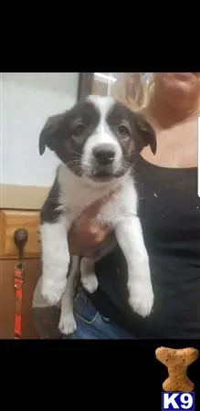 Miniature Australian Shepherd puppy for sale