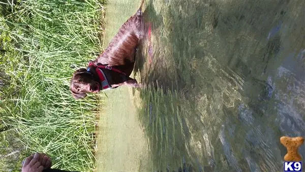 Labrador Retriever stud dog